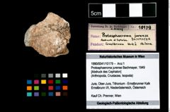 Foto (Objekt + Etikett) von Protosphaeroma jurense (Bachmayer, 1949)  (NHMW-GEO-1990-0041-10179)